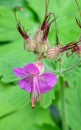 Beautiful purple flower Royalty Free Stock Photo