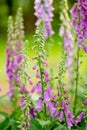 Beautiful purple foxglove flowers blossoming in the garden on sunny summer day. Digitalis purpurea blooming on a flower bed Royalty Free Stock Photo