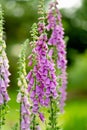 Beautiful purple foxglove flowers blossoming in the garden on sunny summer day. Digitalis purpurea blooming on a flower bed Royalty Free Stock Photo