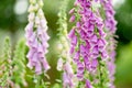 Beautiful purple foxglove flowers blossoming in the garden on sunny summer day. Digitalis purpurea blooming on a flower bed Royalty Free Stock Photo