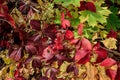 Beautiful, purple, garden, pattern, green, color, texture, natural, seasons greetings, red leaves background, grapevine leaves, or