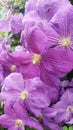 Fun Beautiful purple Geranium close up garden flowers Royalty Free Stock Photo