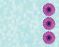 Beautiful purple Gerber flower blossom in circle isolated on light blue background Royalty Free Stock Photo