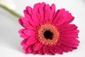 Close-up of Purple Gerbera flower against a white background Royalty Free Stock Photo