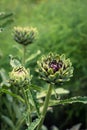 Beautiful Purple Globe Artichokes Growing in a Garden