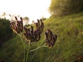 Beautiful Purple grass flowers in sunset lighting. Royalty Free Stock Photo