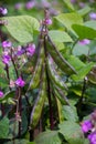 These beautiful purple-green Hyacinth beans are ready to be picked