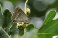 A beautiful Purple Hairstreak Butterfly, Favonius quercus, perched on an Acorn and feeding on the honeydew.