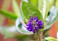 Beautiful purple Hebe flower in full bloom