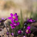 Beautiful purple Hepatica flowers close up