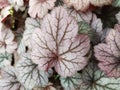 Beautiful purple Heuchera leaves closeup. Background