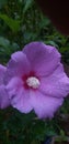 Beautiful purple Hibiscus Flower Royalty Free Stock Photo