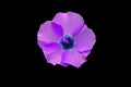 Beautiful purple hibiscus flower Royalty Free Stock Photo