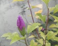 Beautiful purple hibiscus flower blooming in branch, green leaf plant growing in garden, nature photography, gardening background Royalty Free Stock Photo