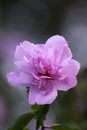 Beautiful purple hibiscus flower Royalty Free Stock Photo