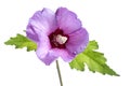 Beautiful purple hibiscus flower with green leaves on white background Royalty Free Stock Photo