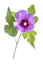 Beautiful purple hibiscus flower with green leaves on white background