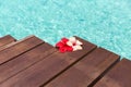 Beautiful purple hibiscus flower on wooden pier Royalty Free Stock Photo