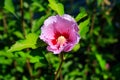 Beautiful purple hibiscus mallow rose flower in garden Royalty Free Stock Photo