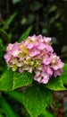 Beautiful Purple Hidrangea in the jungle