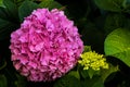 Beautiful purple hortensia flower