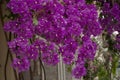 The Beautiful Purple Huge Bougainvillea, Greece Athens Royalty Free Stock Photo