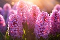 Beautiful purple hyacinth flowers blossoming in a garden on sunny spring day. Beauty in nature