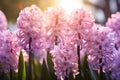 Beautiful purple hyacinth flowers blossoming in a garden on sunny spring day. Beauty in nature