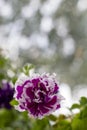 Beautiful purple hybrid petunia on blurred background, with copy space. Vertical photo. terry petunia lilac with white