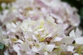 Beautiful purple hydragea flower close up