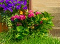 A beautiful purple hydrangea bush in full bloom. Royalty Free Stock Photo