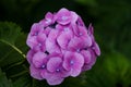 Beautiful purple hydrangea flower with a strong personality Royalty Free Stock Photo