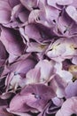 Beautiful purple hydrangea flowers in bloom. Floral texture for background Royalty Free Stock Photo