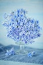 Beautiful purple hydrangea flowers close-up in a vase . Royalty Free Stock Photo