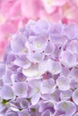 Beautiful Purple Hydrangea Flowers Royalty Free Stock Photo