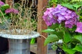 Beautiful purple hydrangea flowers