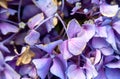 Beautiful purple hydrangea in a rainy day. Flower in bloom Royalty Free Stock Photo