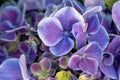 Beautiful purple hydrangea in a rainy day. Flower in bloom Royalty Free Stock Photo