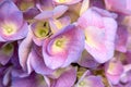 Beautiful purple hydrangea in a rainy day. Flower in bloom Royalty Free Stock Photo