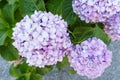 Beautiful purple hydrangeas bloomed Royalty Free Stock Photo