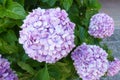 Beautiful purple hydrangeas bloomed Royalty Free Stock Photo