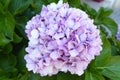 Beautiful purple hydrangeas bloomed Royalty Free Stock Photo