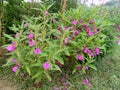 Beautiful Purple Impatiens balsamina Flowers on Plant