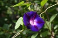 Beautiful purple ipomoea flower. Morning glory