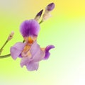 Beautiful purple iris Royalty Free Stock Photo