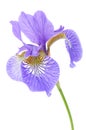 Beautiful Purple Iris Royalty Free Stock Photo