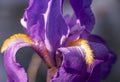 Beautiful purple Iris Croatica with yellow hairs in dappled sunlight