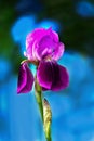 Beautiful purple iris flower close-up against a background of blue sky and green foliage. Royalty Free Stock Photo