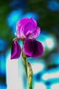 Beautiful purple iris flower close-up against a background of blue sky and green foliage. Royalty Free Stock Photo