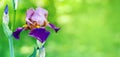 Beautiful purple iris flower closeup on a green blurred nature background Royalty Free Stock Photo